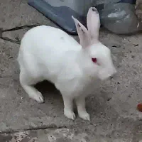 جفت خرگوش نر و مادن