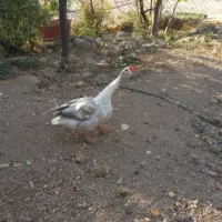 قاز نرو ماده