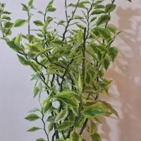 گل ستون فقرات شیطان پدیلانتوس