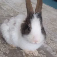 خرگوش باهوش