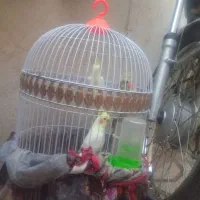 عروس هلندی