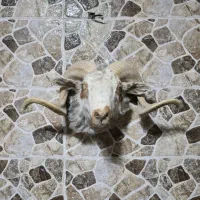 دیوارکوب سر قوچ