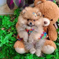 سگ پامر خرسی