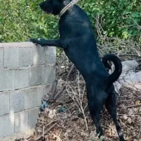 سرابی باشجره|سگ|ماهدشت, |دیوار