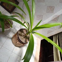 گل موز