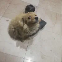 توله سگ 2 ماه