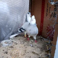 طوقی ،اصفهانی