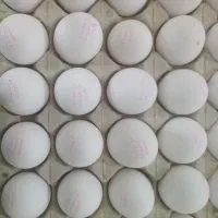 فروش عمده تخم مرغ|خوردنی و آشامیدنی|شیراز, شاپورجان|دیوار