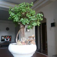 بن سای کراسولا