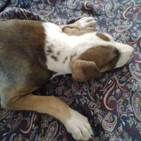 پیتبول ۳ ماهه|سگ|صباشهر, |دیوار