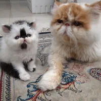 پرشین نرو ماده ۲ماهه|گربه|کهریزک, |دیوار