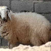 کاوربره ماده وگیسه بسیارچاق وسرحال