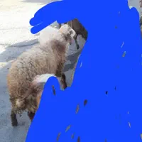 بره‌نر‌ پای  پروار