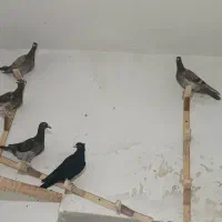 جوجه مشکی پولکی