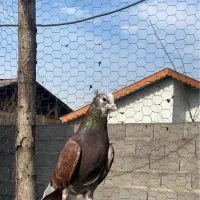 کبوتر|پرنده|رشت, حومه رشت|دیوار