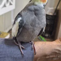 عروس هلندی به پونه اسفند ماه گم شده