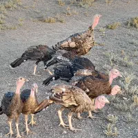 ۱۰عدد جوجه بوقلمون ۳ماه با مادر مقطوع ۶تومان