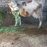 گاو المانیه با گوساله نر هلشتاین بازدید الحایی