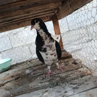 کبوتر ماده خوش رنگ گول دار سرخ سیاه