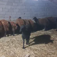 ۱۵راس بره نر چاق