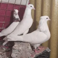 جفت طوقی با جوانه|پرنده|سرپل ذهاب, |دیوار