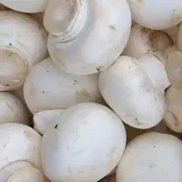 فروش ویژه قارچ خوراکی