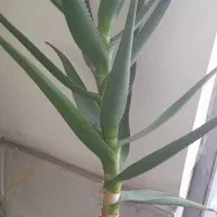 گل آلوورا و گل قاشقی