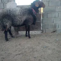 بره قوچ|حیوانات مزرعه|فردوس (خراسان), |دیوار