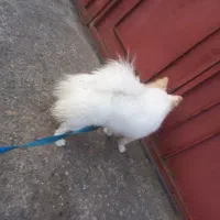 سگ پاکوتاه پامرانین|سگ|آستانه اشرفیه, |دیوار