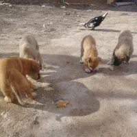 واگذاری سگ کوچوک سرابی