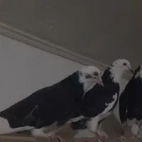 کفتر۲۰خال پیس شازده سیاه جنس زیبا پرشی بشرط یکجا