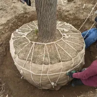 خریددرخت باریشه درخت چنار|خدمات باغبانی و درختکاری|شهریار, شهرک شاهد|دیوار