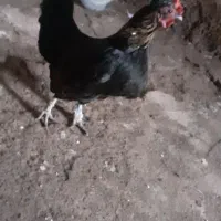 مرغپاکوتا|حیوانات مزرعه|پلدشت, |دیوار