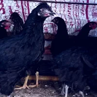 جوجه ی طاقچه مرغ و خروس(مشکی درجه ی یک)