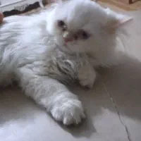 بچه گربه پرشین|گربه|اصفهان, بهارستان|دیوار