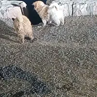 توله قهوه ای سفید هدیه میشع ب مبلغ توافقی