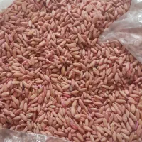 فروش گنوم بزری ۲۶|خدمات باغبانی و درختکاری|دورود, |دیوار