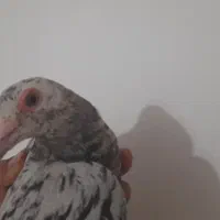 کبوتر گمشده با مژدگانی خوب