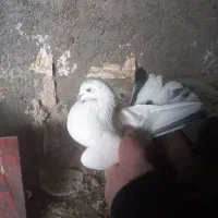 کبوتر|پرنده|چرداول, |دیوار