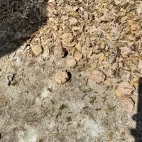 ذرت علوفه درجه یک بدون علف و سیاهک و قارچ