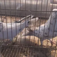 کبوتر|پرنده|قم, حاج زینل|دیوار