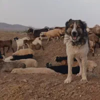 سگ گله