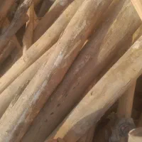 دار کبوده وتخته