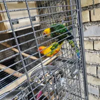 طوطی خورشیدی شرطی|پرنده|سوسنگرد, |دیوار