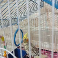 عروس هلندی