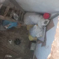 کود کفتر