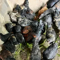 مرغ و خروس و جوجه نیمچه هر تعداد موجود است