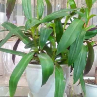 گل های زیبا نگهداری اسان|گل و گیاه طبیعی|تهران, مهرآباد|دیوار