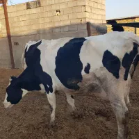 گاوشیری،تلیسه آبستن،گوساله