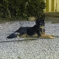 توله نر ژرمن